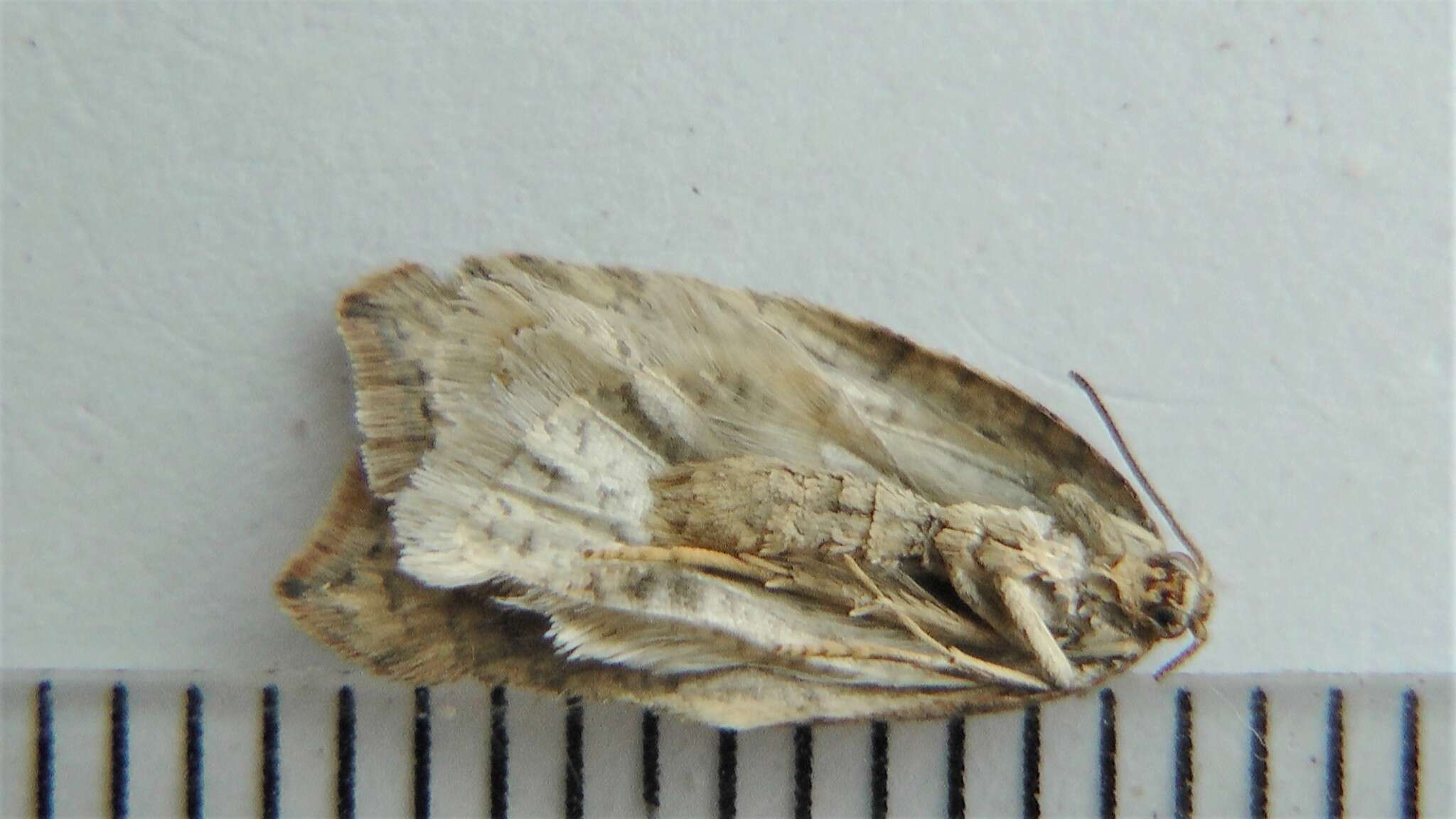 Acleris maccana Treitschke 1835的圖片