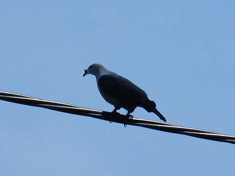 Image of Pacific Imperial Pigeon