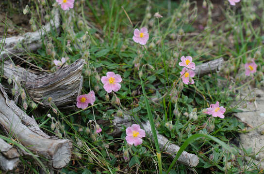 Image of Helianthemum nummularium var. pyrenaicum (Janchen) C. Raynaud