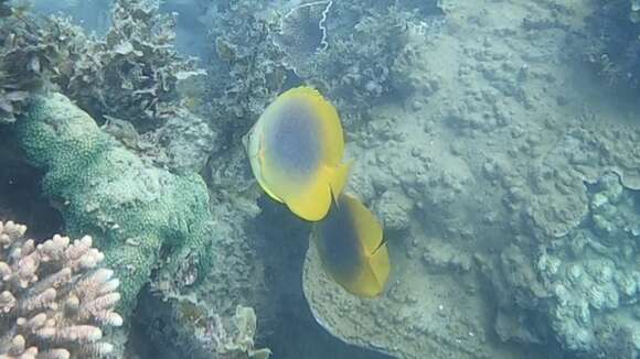 Image of Golden Butterflyfish