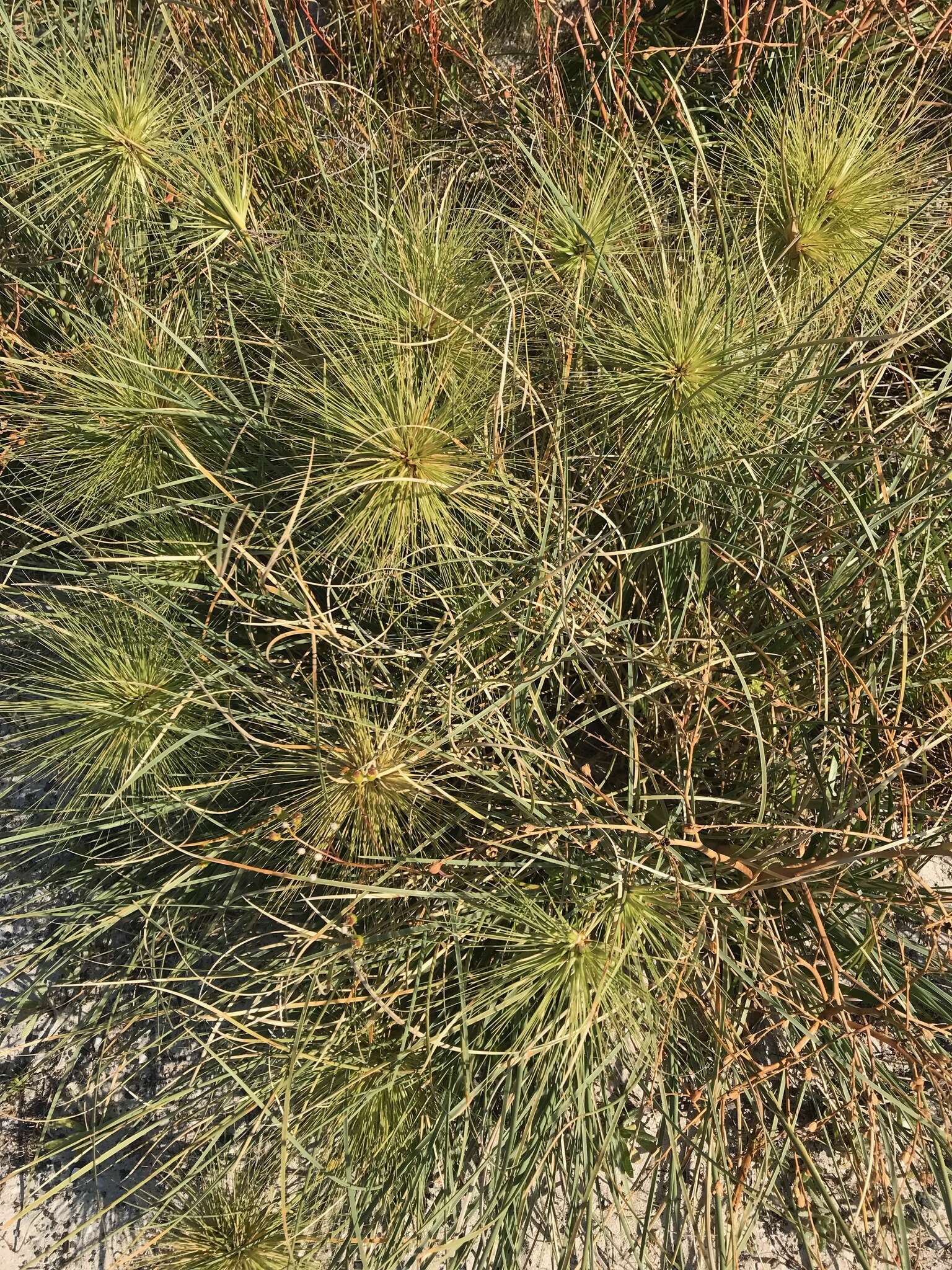 Imagem de Spinifex longifolius R. Br.