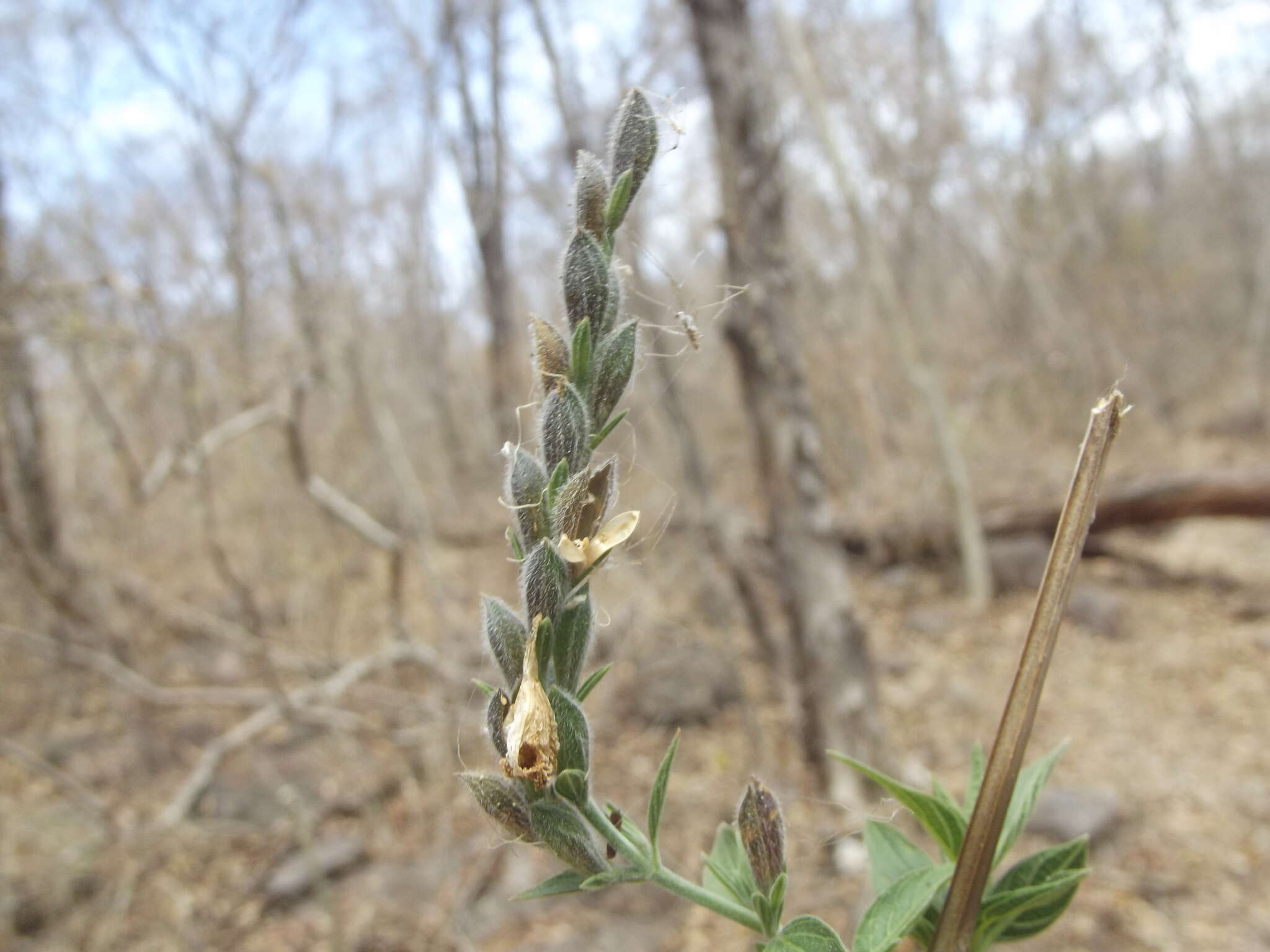 Image of Henrya tuberculosperma T. F. Daniel