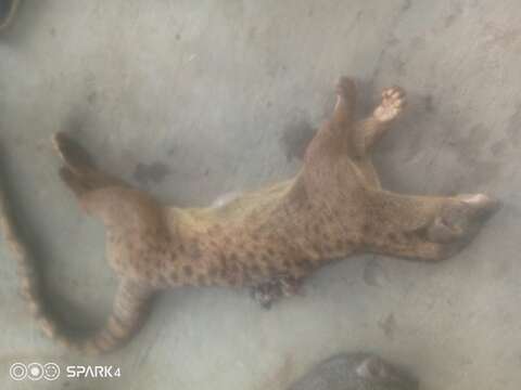 Image of African palm civets