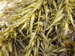 Слика од Sargassum fusiforme