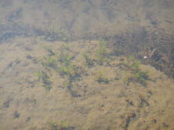 Image of Autumnal Water-starwort