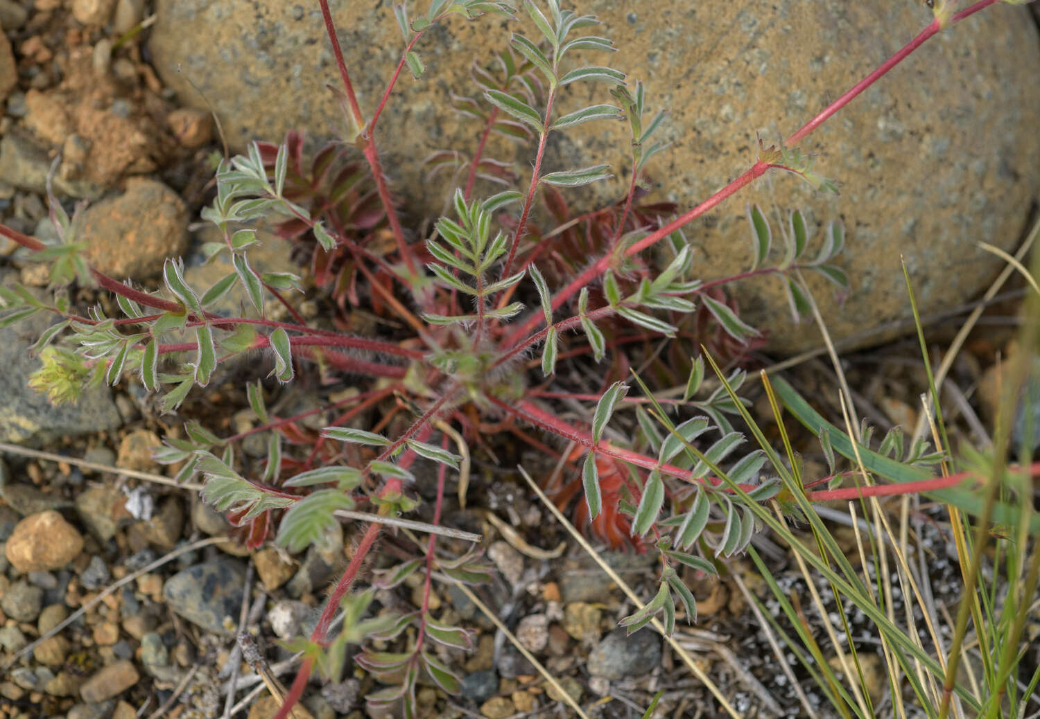 Image de Horkelia congesta subsp. nemorosa Keck