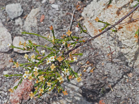 Image of Lachnaea filicaulis (Meissn.) J. B. P Beyers