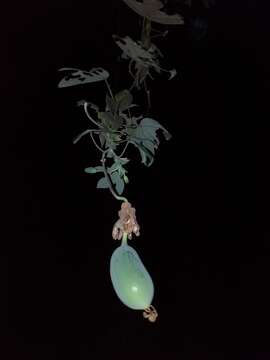 Image of Passiflora smithii Killip