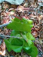 Imagem de Schizenterospermum rotundifolium Homolle ex Arènes