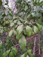 Image of Clerodendrum floribundum R. Br.