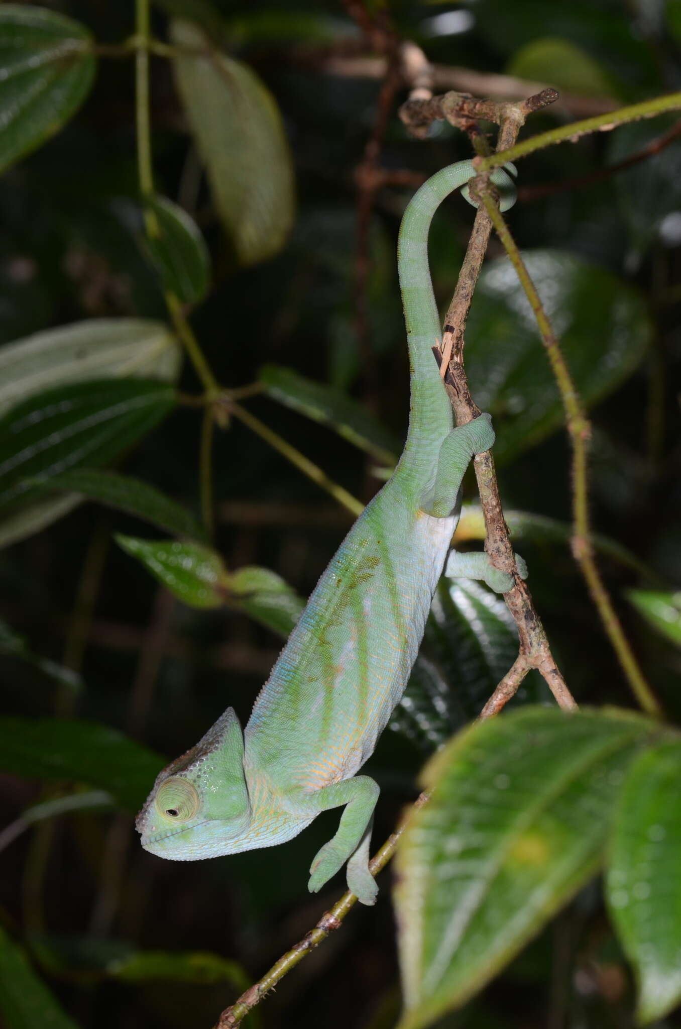 Image of Parson's Chameleon