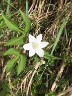 Imagem de Anemone trifolia subsp. trifolia