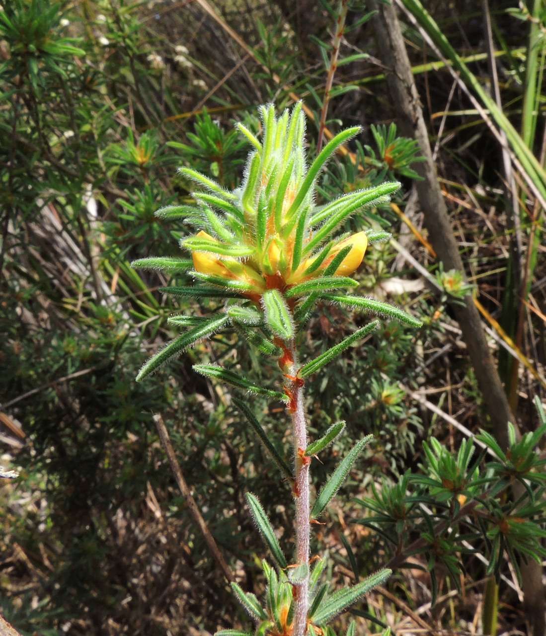 Image of Pultenaea daltonii H. B. Will.