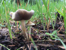 Image de Leratiomyces percevalii (Berk. & Broome) Bridge & Spooner 2008