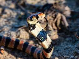 Image of Cape coral snake