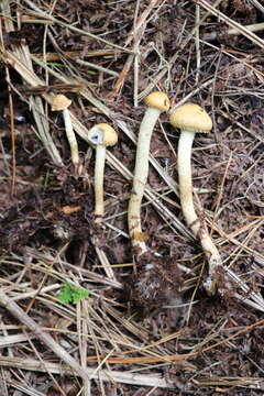 Слика од Leratiomyces magnivelaris (Peck) Bridge & Spooner 2008