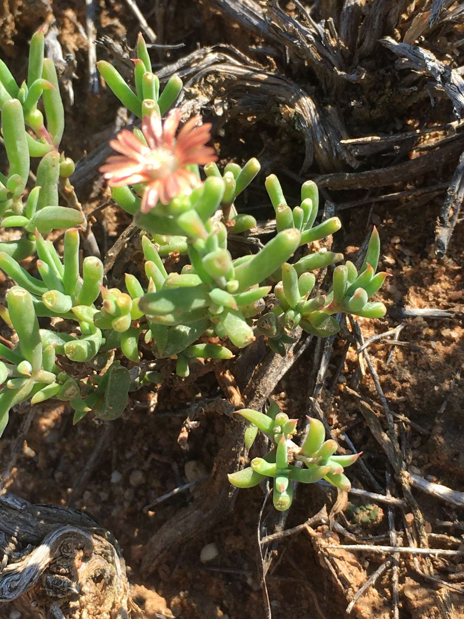 Image of Delosperma fredericii Lavis