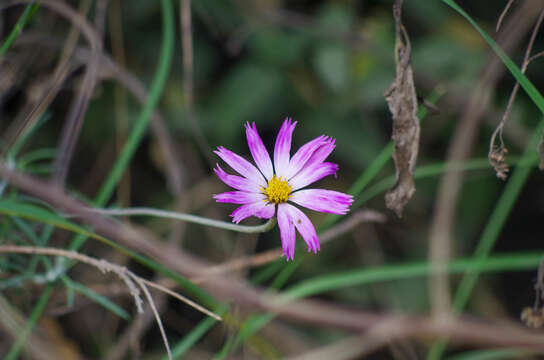 Image of Onoseris hyssopifolia Kunth