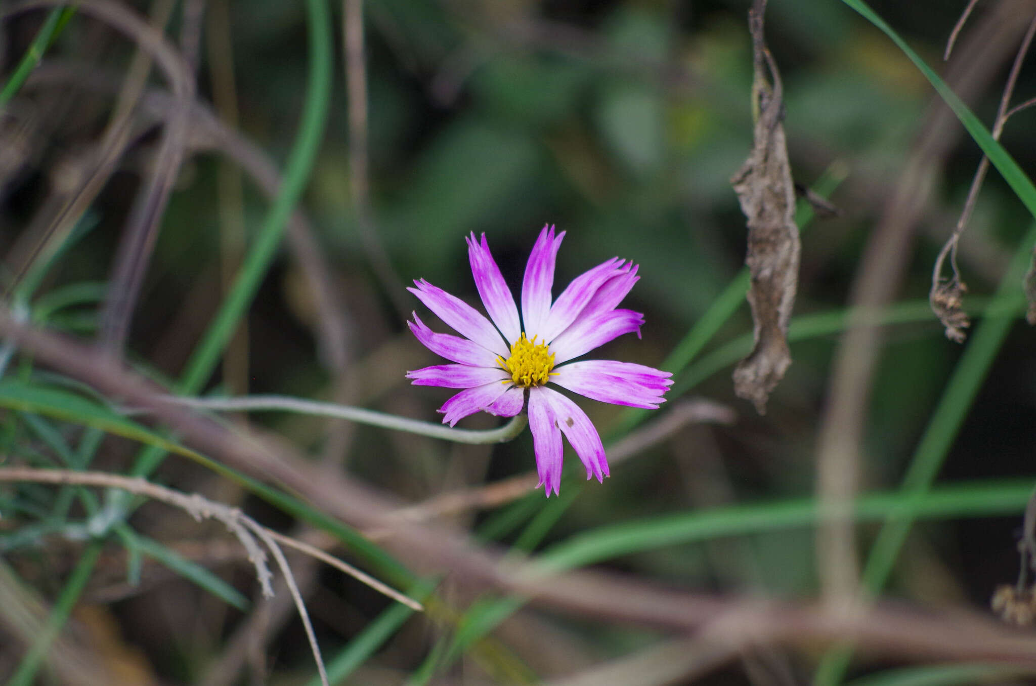 Image of Onoseris hyssopifolia Kunth