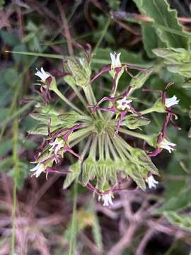 Image of Oxypetalum crispum Wight ex Hook.