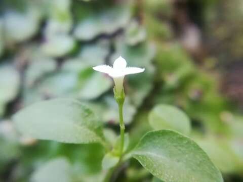 Image of Oldenlandia ovata S. Watson