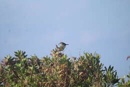 Image of Socorro Wren