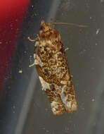 Image of Fruit-Tree Leafroller Moth