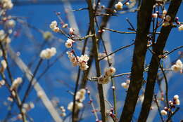 Image of Chinese plum