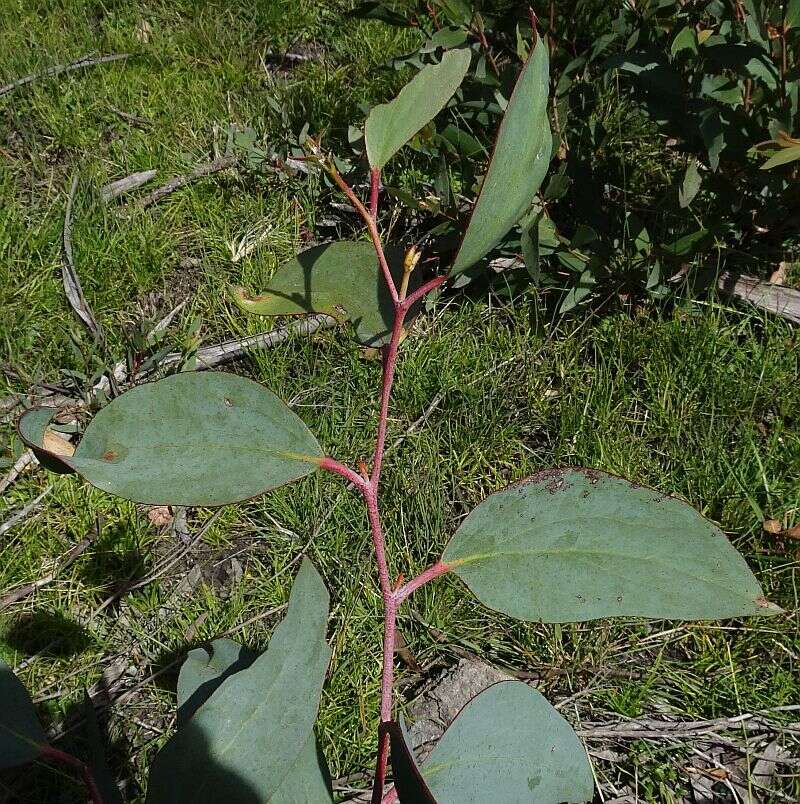 Image of snow gum