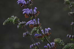 Imagem de Salvia indica L.