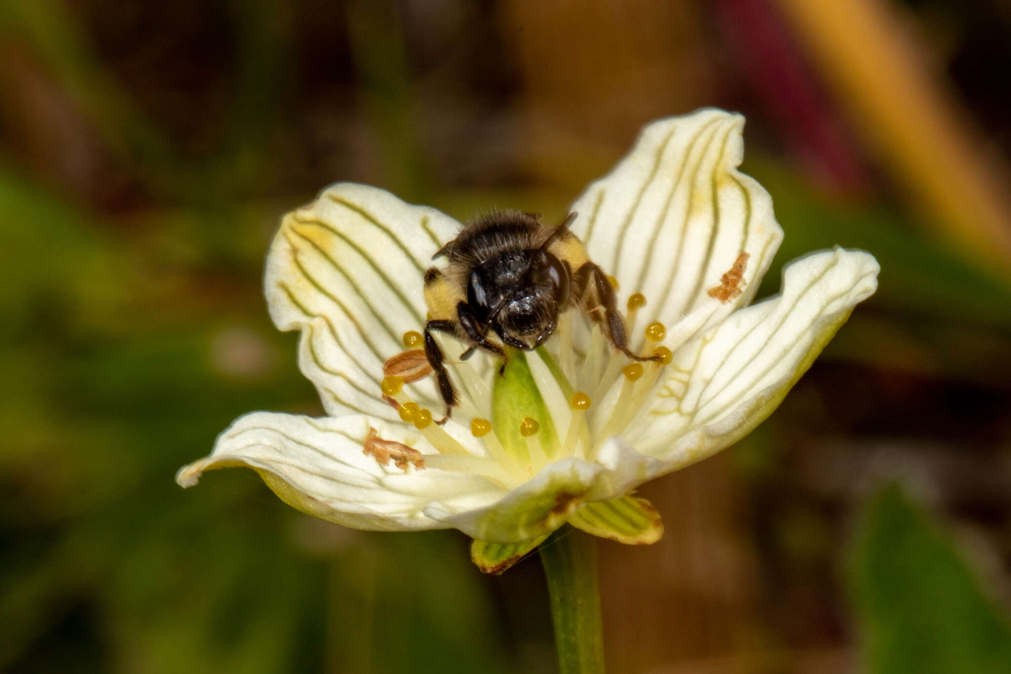 Image of Andrena parnassiae Cockerell 1902