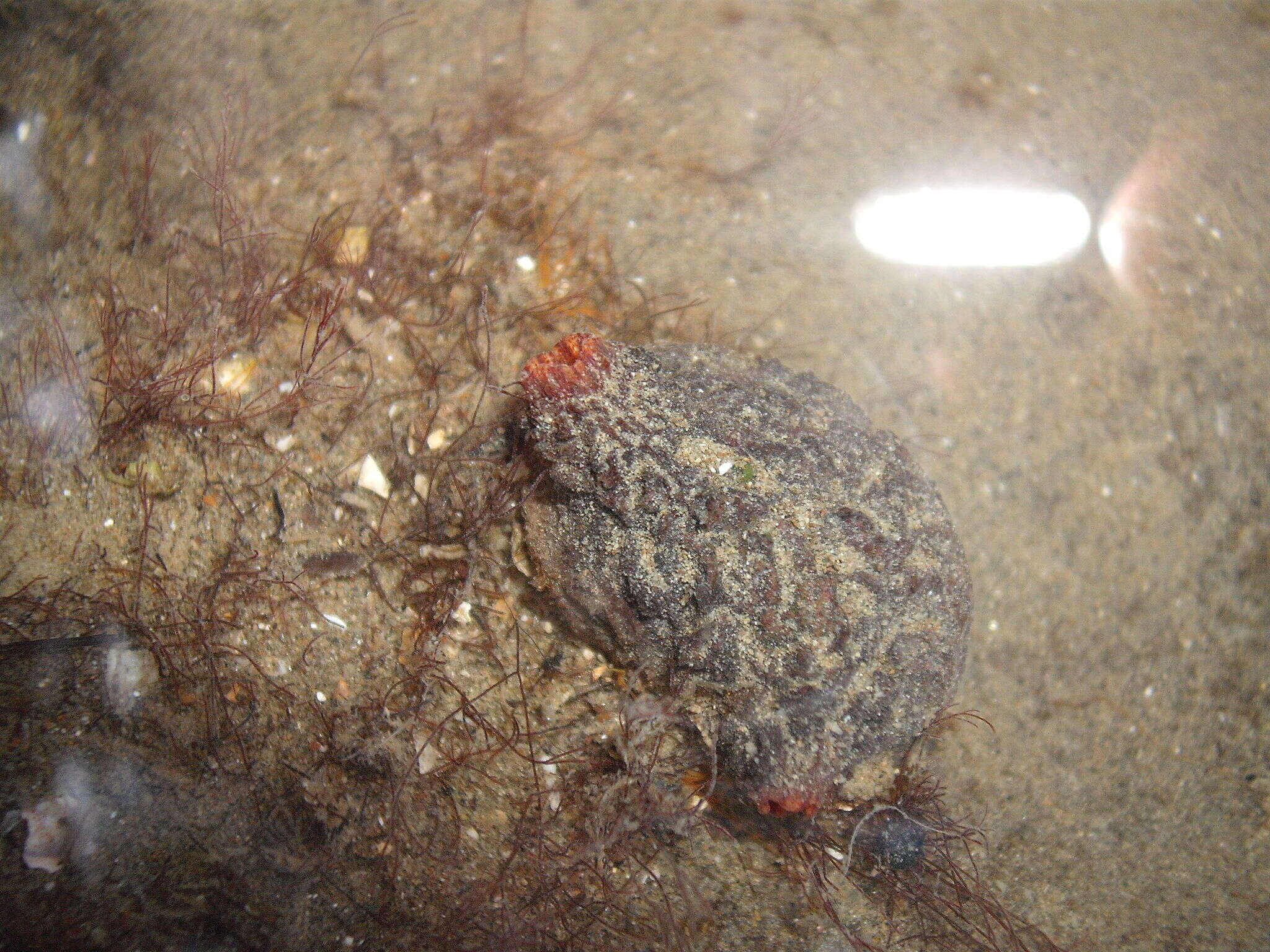 Image of Tunicate