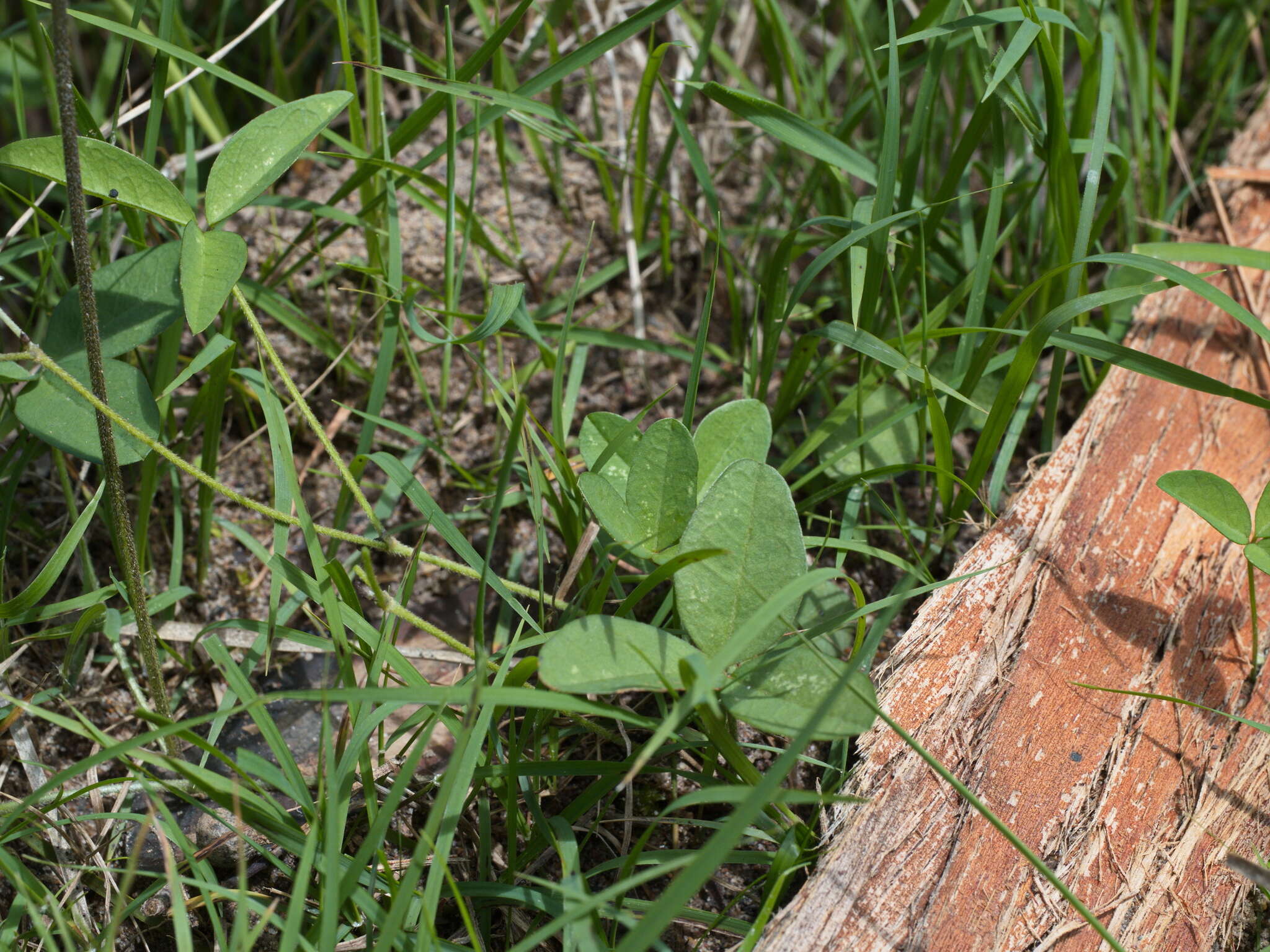 Imagem de Glycine latrobeana (Meissner) Benth.