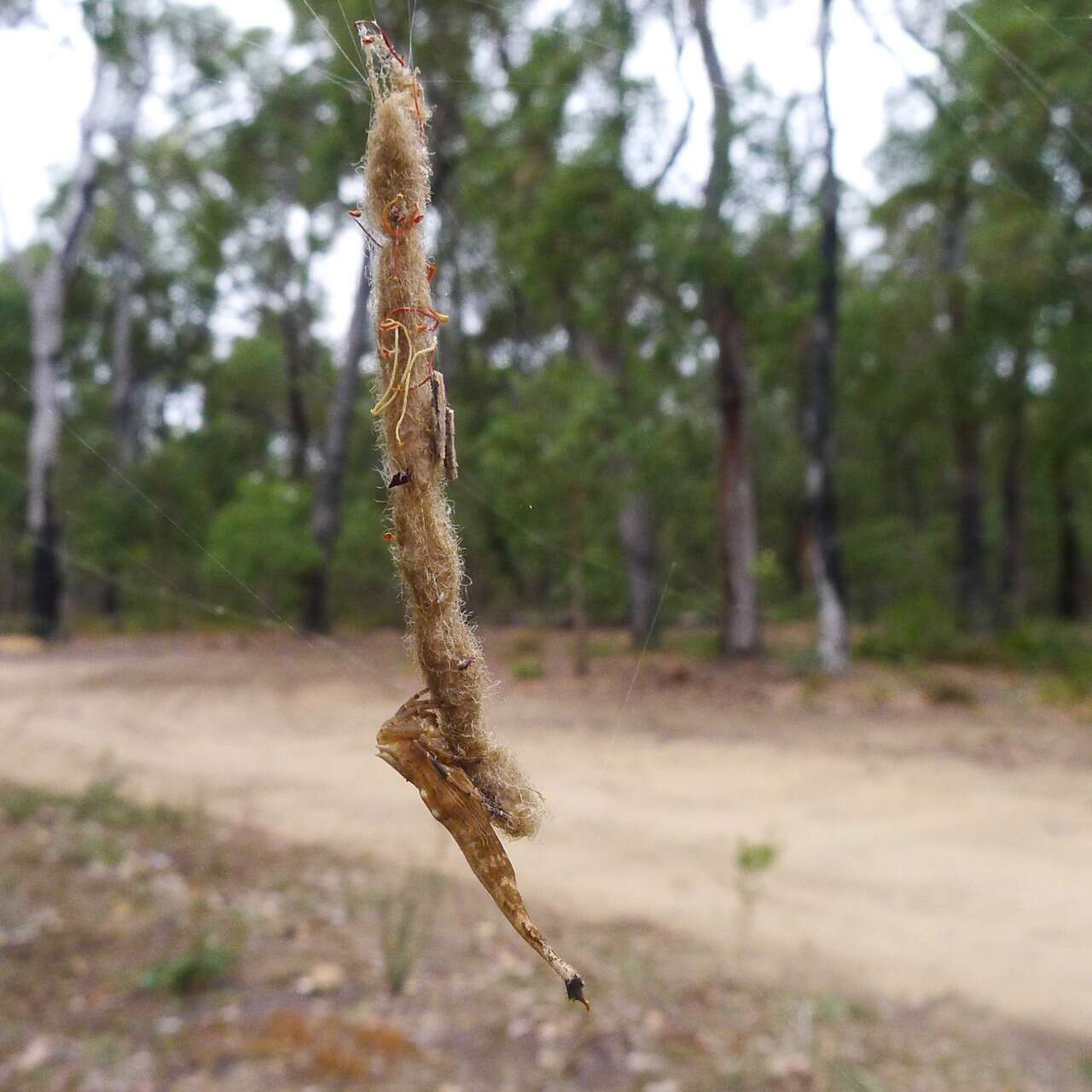 Image of Scorpion Tailed Spider