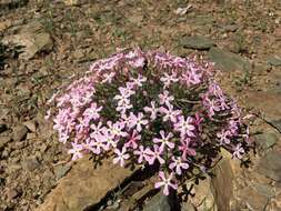 Imagem de Phlox stansburyi subsp. superba (Brand) Wherry