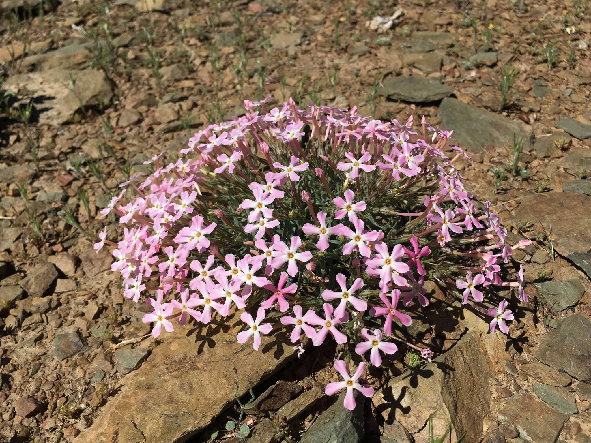 Imagem de Phlox stansburyi subsp. superba (Brand) Wherry