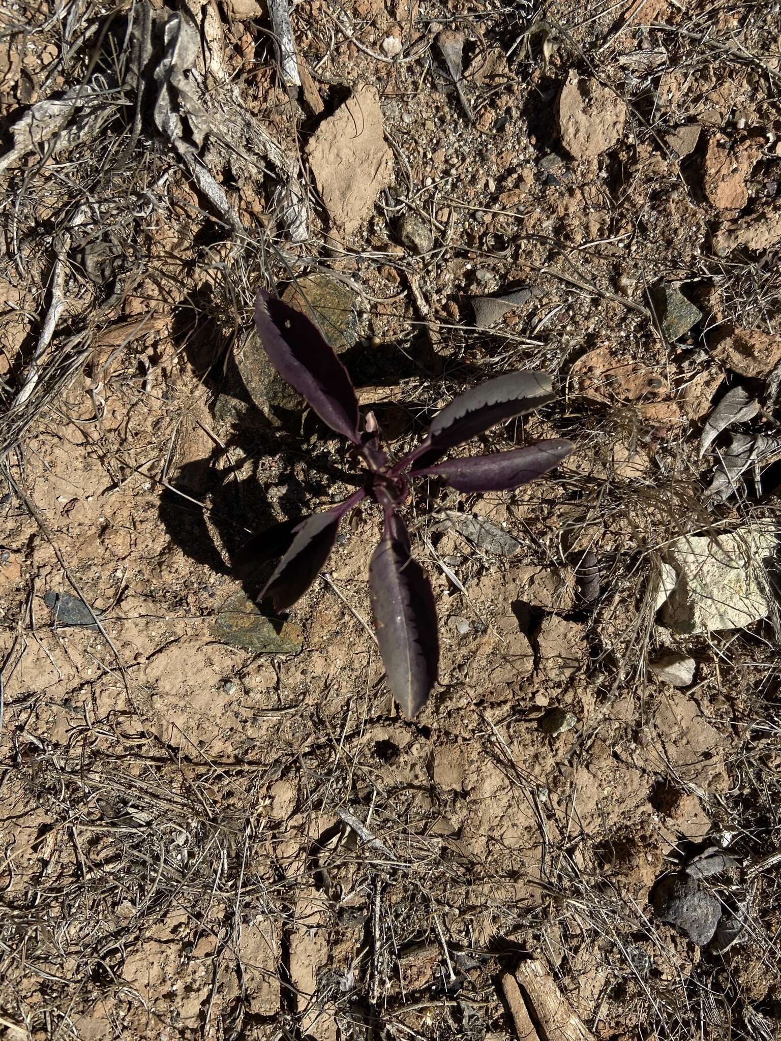 Image of Penstemon reidmoranii