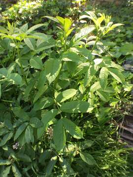 Image of red elderberry