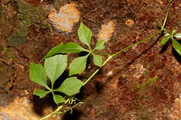 Imagem de Clematicissus opaca (F. Müll.) Jackes & Rossetto