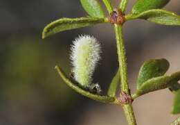 Image of Asphondylia pilosa Gagne 1990