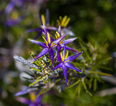 Image of Calectasia gracilis Keighery