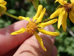 Image of Thick-Leaf Ragwort