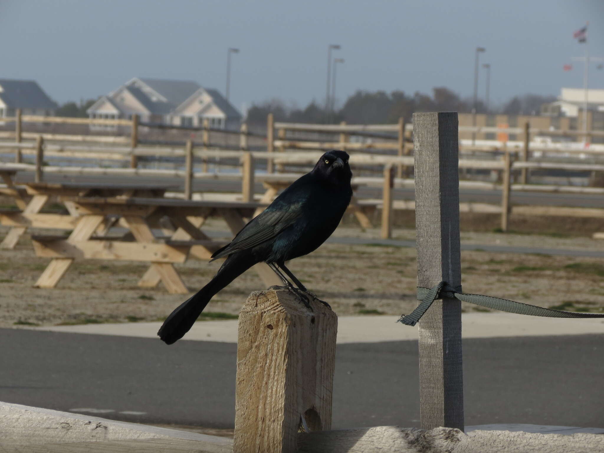 Image of Boat-tailed Grackle