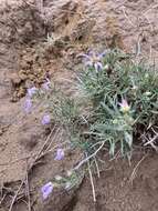 Image of Fendler's aster