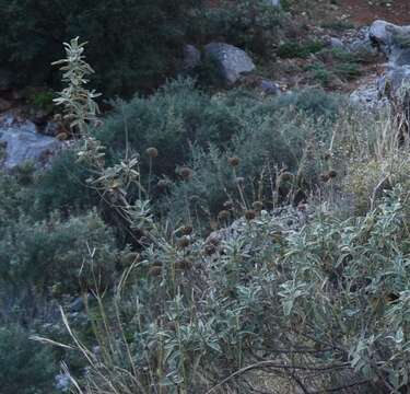 Image of shrubby Jerusalem sage