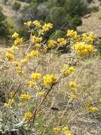 Image of sulphur-flower buckwheat