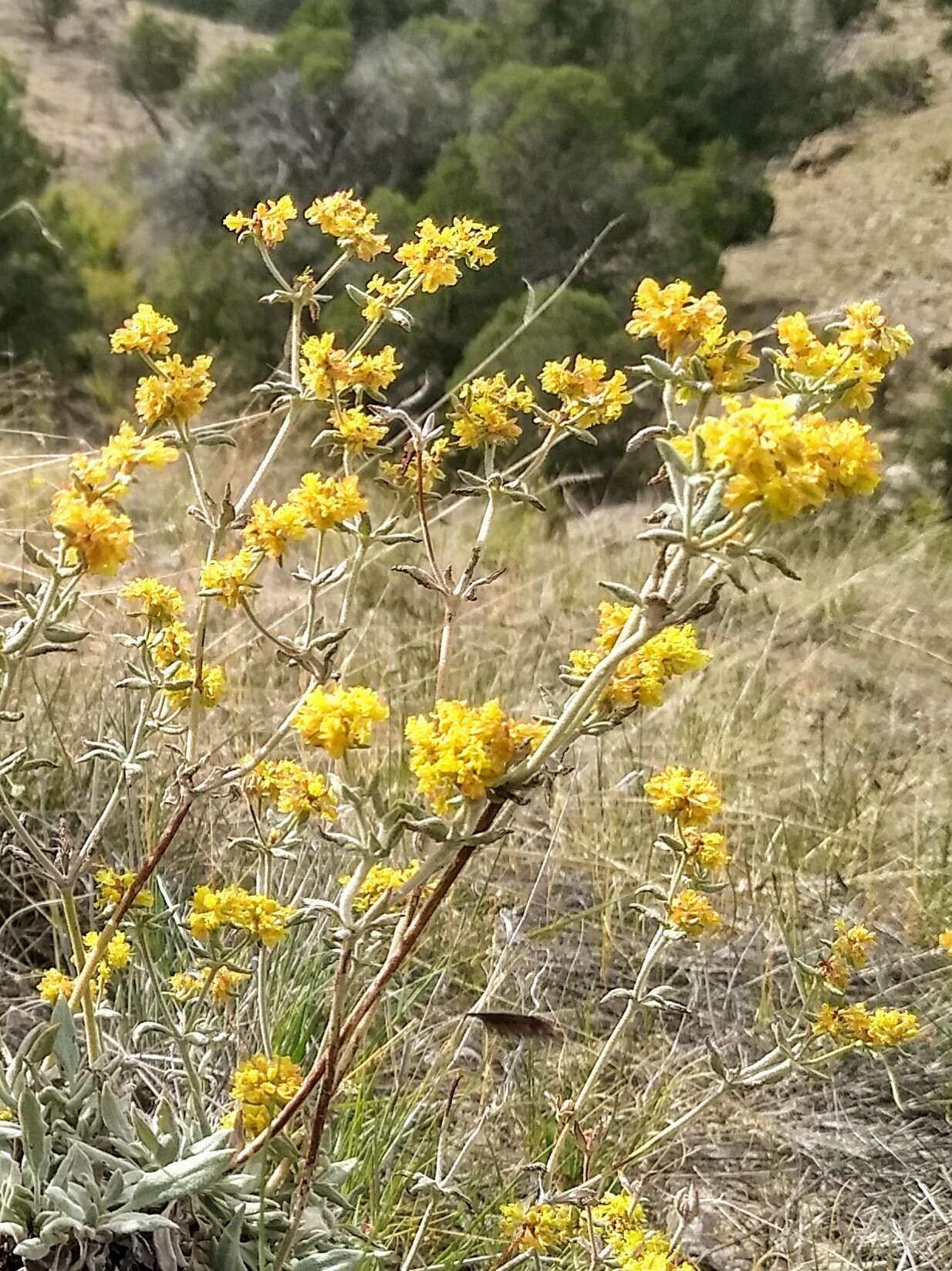 Image of sulphur-flower buckwheat