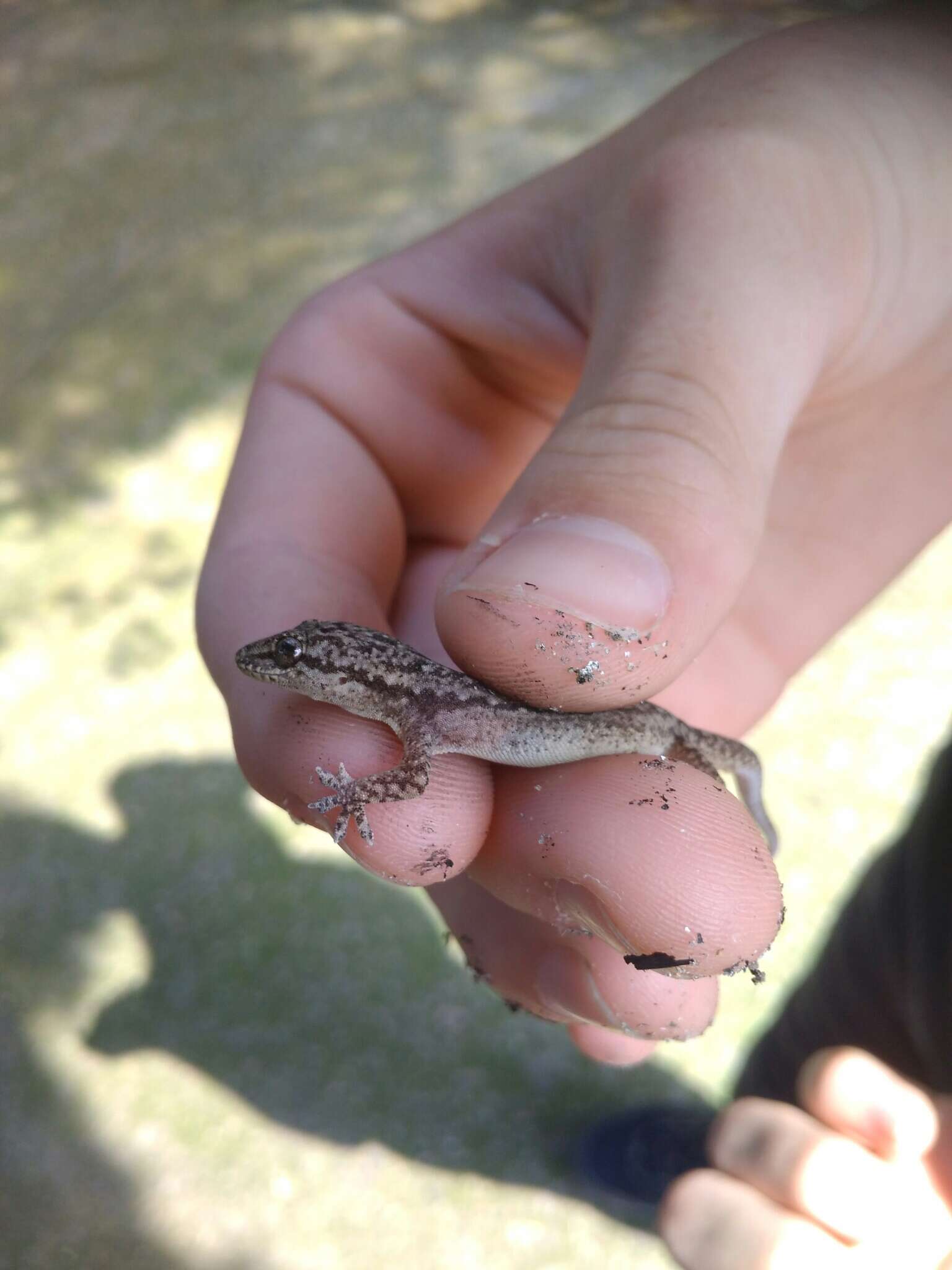 Sivun Hemidactylus bowringii (Gray 1845) kuva