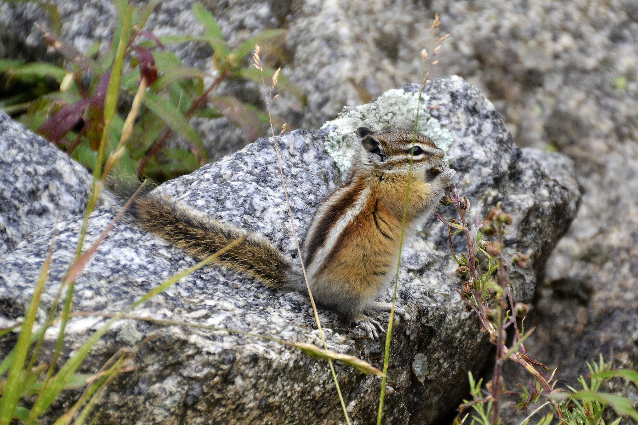 Imagem de Tamias quadrivittatus (Say 1823)