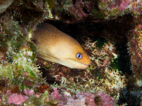 Слика од Gymnothorax melatremus Schultz 1953